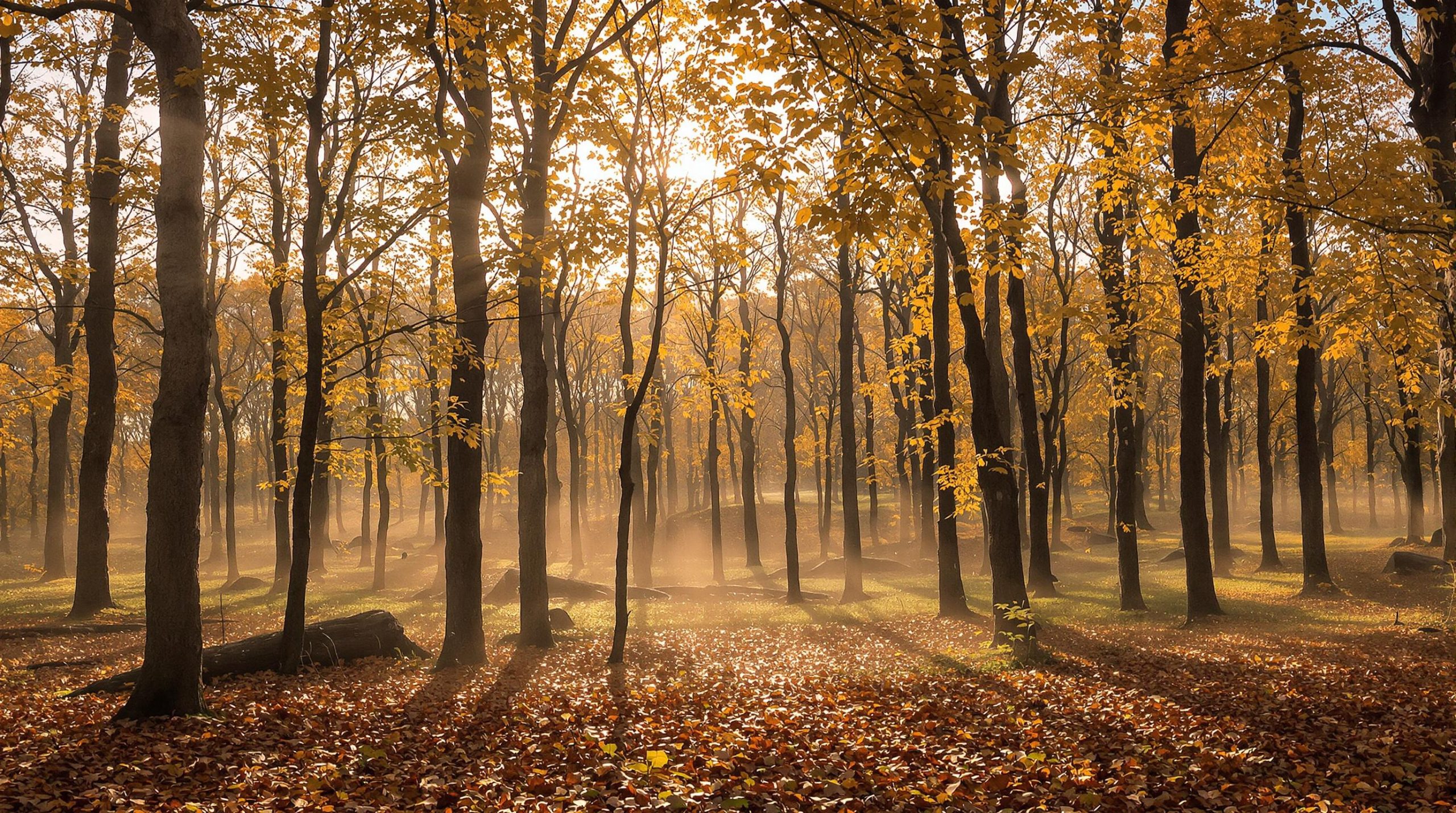 À la découverte des grandes forêts de France : un patrimoine naturel exceptionnel